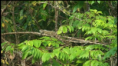 /album/bilder/tir2-png/