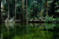 /album/bilder/regenwald-am-amazonas-jpg/